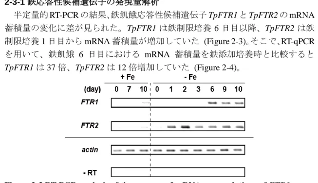 Figure 2-3 RT-PCR analysis of time course of mRNA accumulations of FTR1 or  FTR2 in T