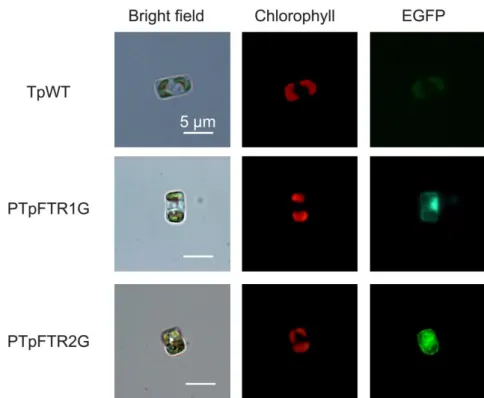 Figure 2-9 EGFP fluorescent expressed in T. pseudonana grown in –Fe for 6 days. 