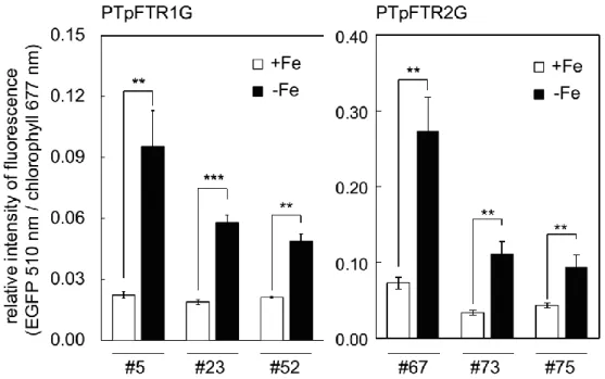 Figure 2-13 Clonal valiation of the relative intensity of EGFP/chlorophyll of  PTpFTR1G #5, #23, and #52