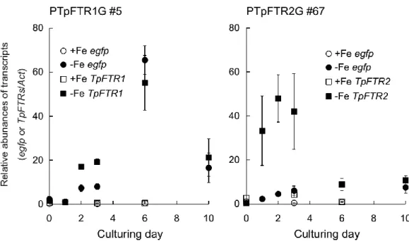 Figure 2-14 Time-dependent gene expression levels of egfp, FTR1, or FTR2 in  PTpFTR1G#5 or PTpFTR2G#67 under +Fe or -Fe condition