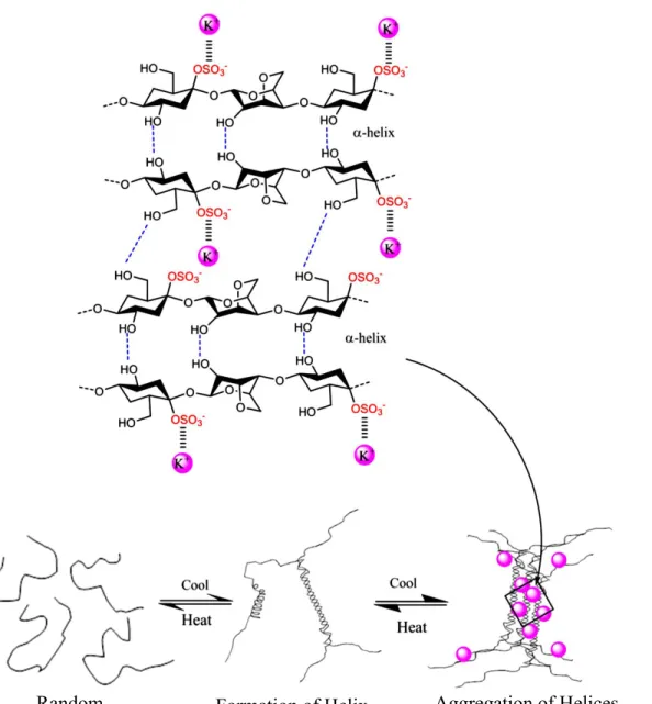 Fig 2. Phase transition of κ-carrageenan into three gel structures (Rhein-Knudsen et al