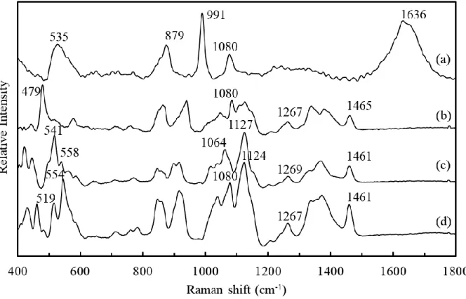 Fig. 1  Raman spectra of phosphate buffer (a), maltose (b),  D -glucose (c), and starch (d)