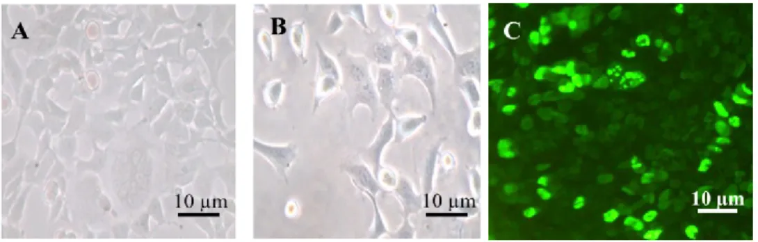 Figure 2C shows a fluorescence image of the cells 24 h after the addition of virus. 