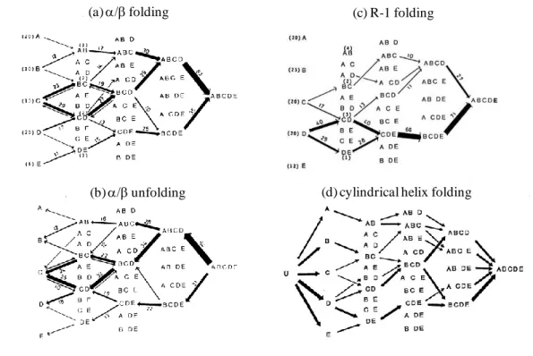 Figure  9.  Folding  and  unfolding  pathways  of  island-model  proteins.  Note  that  only  when  the  folding  transition is completed is the final pathway recorded
