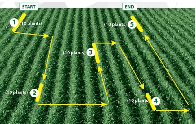 図 13 ． FAO が推奨する調査方法（ FAO and CABI (2019)  より）
