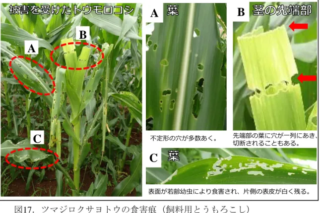 図 17 ．ツマジロクサヨトウの食害痕（飼料用とうもろこし）CABA 表面が若齢幼虫により食害され、片側の表皮が白く残る。不定形の穴が多数あく。 先端部の葉に穴が一列にあき、切断されることもある。CB 先端部の葉に大きな穴があくか、 C 切断状になる。 写真提供：佐賀県A B 写真提供：高知県 出穂直前に食害される。 切開 幼虫が子実内にいる。 34 図18．ツマジロクサヨトウの食害痕（スイートコーン）外皮（包葉）に目立つ食入痕がある。写真提供：佐賀県