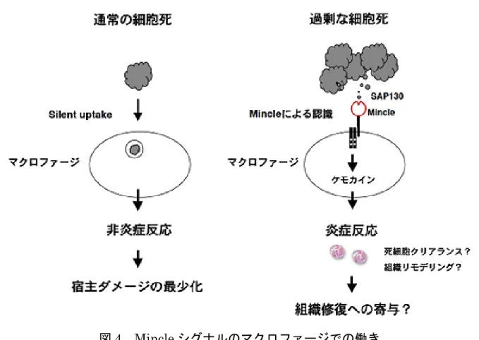 図 4 Mincle シグナルのマクロファージでの働き