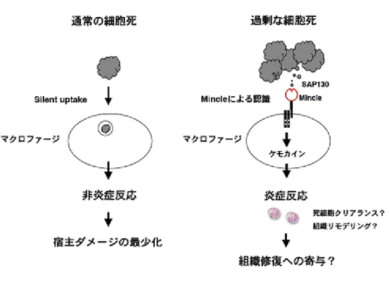 図  Mincle シグナルのマクロファージでの働き 