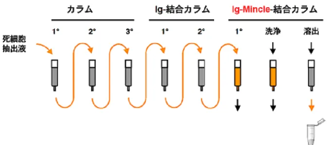 図 3 Mincle に結合するタンパク質を抽出するカラムのシステム