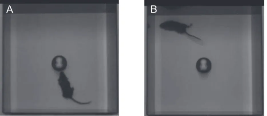 Figure 2    Novel object test in mouse pups (PD18). A small plastic object was placed on the center of the arena
