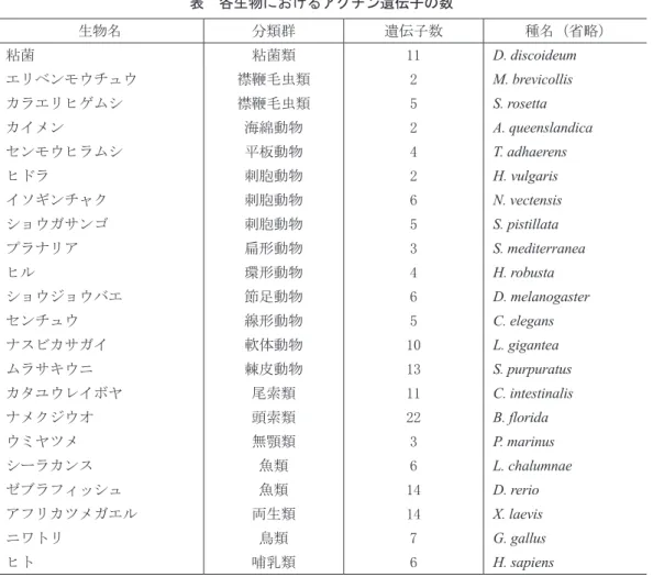 表　各生物におけるアクチン遺伝子の数 生物名 分類群 遺伝子数 種名（省略） 粘菌 粘菌類 11 D. discoideum エリベンモウチュウ 襟鞭毛虫類 2 M. brevicollis カラエリヒゲムシ 襟鞭毛虫類 5 S