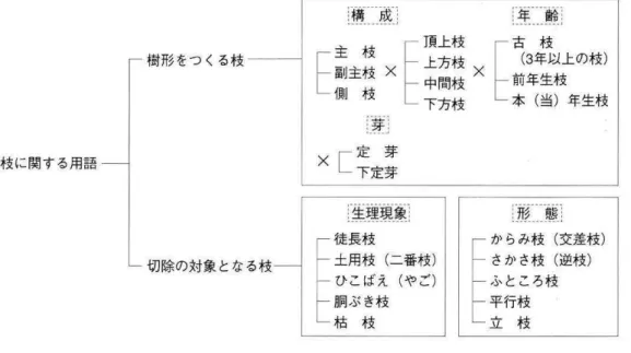 図 2   枝 に 関 す る 用 語 （ 出 典 ： 街 路 樹 ）   ● 樹 形 を 作 る 枝 の 呼 び 方   主 し ゅ 枝し 幹 か ら 出 た 枝 で 樹 冠 の も と と な る 太 い 枝   副 ふ く 主 し ゅ 枝し 主 枝 か ら 分 か れ 、 樹 冠 の 肉 付 け と な る 中 程 度 の 太 さ の 枝 側 そ く 枝し 副 主 枝 か ら 分 か れ 、 樹 冠 の 外 縁 を 形 作 る 細 い 枝   ● 位 置 を 表 す 呼 び 方   頂 上 ちょうじょ