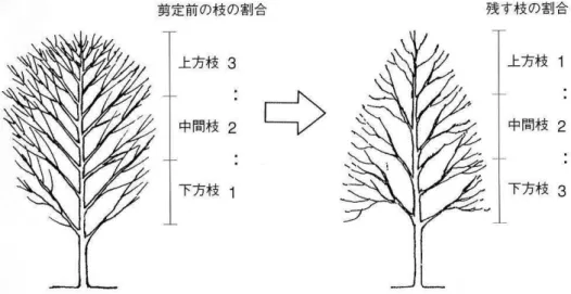 図 4   枯 死 を 防 ぐ 上 部 優 勢 の 剪 定 （ 出 典 ： 街 路 樹 ）  