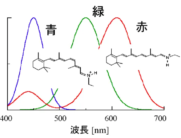 図 1 ：３原色受容体と発色団レチナールの分子構造。レチナールたんぱく質は、