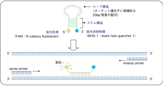 図 1 real-time PCR 法の原理：molecular beacon（MB）プローブの場合
