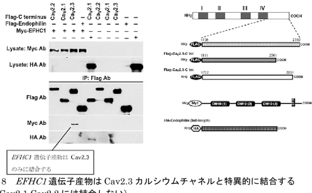 図 8 EFHC1 遺伝子産物は Cav2.3 カルシウムチャネルと特異的に結合する