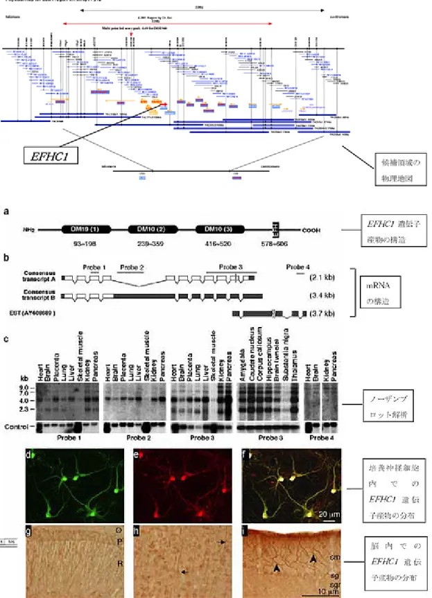 図 1 第 6 染色体 6p12 領域の物理地図と EFHC1 遺伝子産物の構造・発現（ EFHC1 は様々な組織で発現する新規蛋白をコードする。脳では神経細胞の樹状突起・細胞体 に発現する。 ）