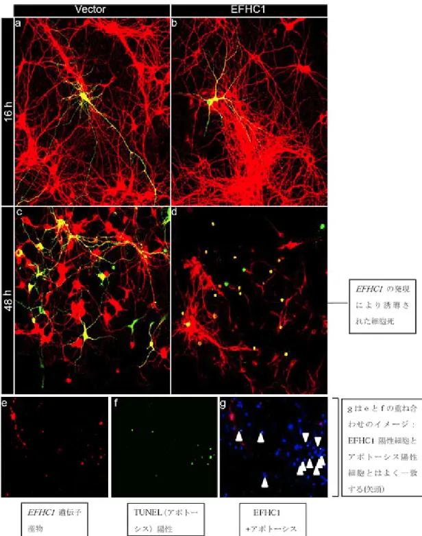 図 3 EFHC1 遺伝子産物を初代培養海馬神経細胞で発現させるとアポトーシスによ る細胞死がおこる