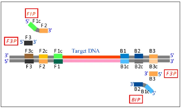 Figure i-1  標的遺伝子（Target DNA）と Primer 認識領域，Primer の構造．