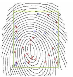 図 14：マニューシャ(内分比)抽出結果  8.2．検証  結果より以下の検証方法を用いて評価を行う． ・擬似マニューシャ判別方法    元画像から目視によるマニューシャの数を調 べ，それぞれ処理結果から擬似マニューシャの判 定を行う．  ・評価    目視によるマニューシャの数と検出されたマ ニューシャの数を以下の表 6， 7，8 に示す．内分 比での 2 値化法が擬似マニューシャの検出が少な いことから最も精度が高いことが言える．  端点  分岐点  合計  3  14  17  表 6：目視によるマニ
