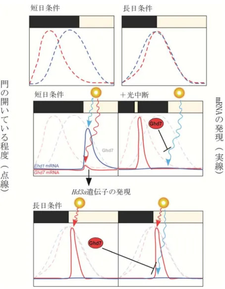 図 2  イネの限界日長認識のモデル  黒いバーは暗期、白いバーは明期を示します。黄色の○は、光源(太陽等)。  上段：開花促進遺伝子（Ehd1）の門の状態（青い点線）と開花抑制遺伝子（Ghd7） の門の状態（赤い点線） 。  中段：左；短日条件における Ehd1 mRNA 量の変化。朝の光に対し、 Ghd7 の門は閉じ ていて、Ehd1 の門は開いています。右；光中断により、Ehd1 の働きが抑えられ ることを示します。夜中に Ghd7 の門は開いていますので、赤色光を当てると Ghd7 mRNA が多量