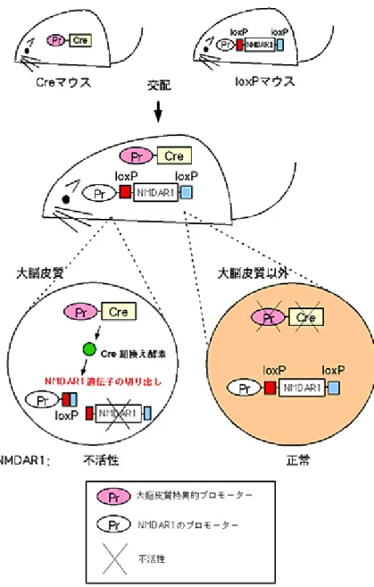 図 1-1  Cre/loxP システムによる大脳皮質特異的 NMDAR1 ノックアウト 