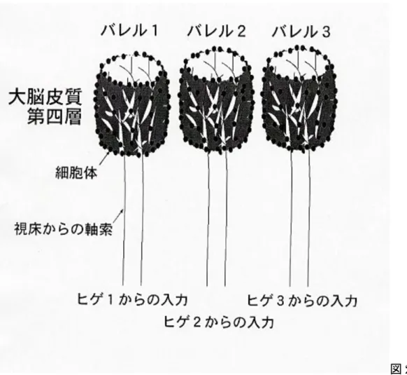図 2  体性感覚 野第四層のバレル構造    マウスなどげっ歯類の大脳皮質体性感覚野第四層（大脳皮質は六層構造を取るが、 第四層には脳幹、視床を経由したヒゲからの情報が最初に入力される）の神経細胞は、 どのヒゲからの入力を受けるかによってグループに別れ、それぞれ樽（バレル）のよ うな構造を形成する。皮質に入力する視床からの軸索は第四層で枝別れし、バレルの 内部を満たし、第四層の神経細胞の樹状突起とシナプスを形成する。したがって一本 のヒゲからの刺激が直接伝わるのは、一個のバレルを形成する神経細胞のみとなる