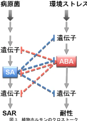 図 3 植物ホルモンのクロストーク