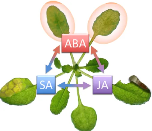 図 4 ストレスに対する植物ホルモンシグナルのネットワーク