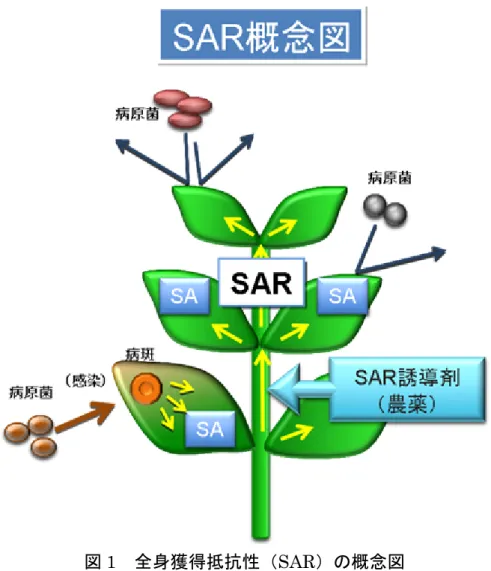 図 1 全身獲得抵抗性（ SAR ）の概念図
