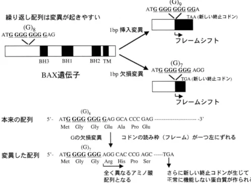 Figure  3．BAX遺 伝 子 の フ レ ー ム シ フ ト変 異