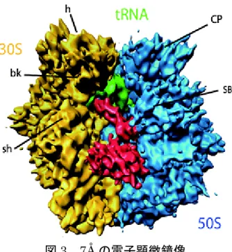 図 3  7Å の電子顕微鏡像  T. thermophilus 70S リボソームの電子顕微鏡像。 50S と 30S のサブユニットの会合 面で、mRNA やアミノアシル tRNA、伸長因子が機能する。EF-G(赤)は、リボソー ムの A 部位に結合している。細胞内ではペプチジル tRNA が占有する場所である P 部位に tRNA（黄緑）が結合している。  図 4  リボソームと EF- G の相互作用  (左)  スイッチ 1 と 16S rRNA のヘリックス h14 (30S)の相互作用  単体