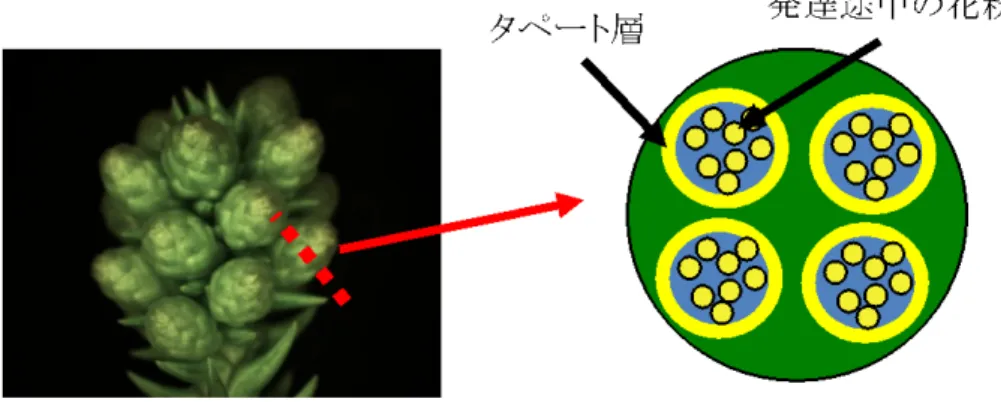 図 2  タペート層と花粉の形成      タペート層とは花粉を取り囲む細胞層であり、花粉形成に必須の組織です。      タペート層が花粉発達に必要な養分や物質を発達途中の花粉に供給します。  図 3  CjMALE1 遺伝子のプロモーターの発現解析      青色の部分は、プロモーターが機能する細胞      を示しています。  図 4  バルナーゼ遺伝子とバルスター遺伝子を組み合わせたベクターの模式図 