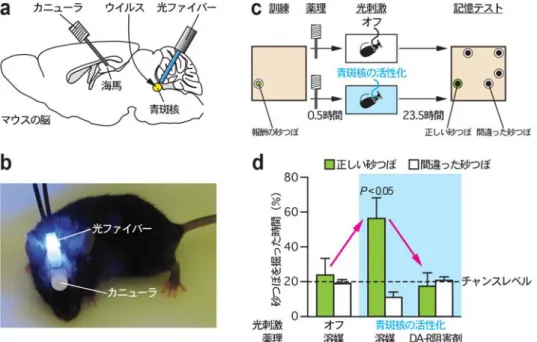 図 2  青斑核の光遺伝学的活性化による日常記憶の保持の強化  （a）ウイルスを利用して，光感受性イオンチャネルを青斑核に発現させる。その後，青斑核に光ファイバー を，海馬に薬剤注入用のカニューラを埋め込む。  （b）脳に埋め込んだ光ファイバーを介して光を照射し，青斑核のニューロンを活性化している様子。  （c）青斑核の光遺伝学的活性化による日常記憶の保持の強化を調べる実験のデザイン。訓練の 30 分後，5 分間ホームケージで青斑核の神経細胞を光遺伝学的に活性化する（青斑核の活性化）。24 時間後に記憶テス