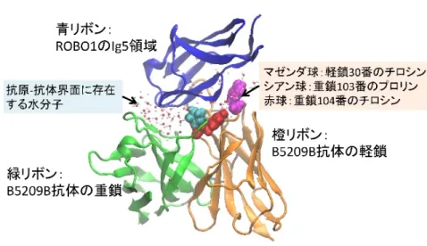 図 2 ：  B5209B 抗体と Ig5 領域の結合構造