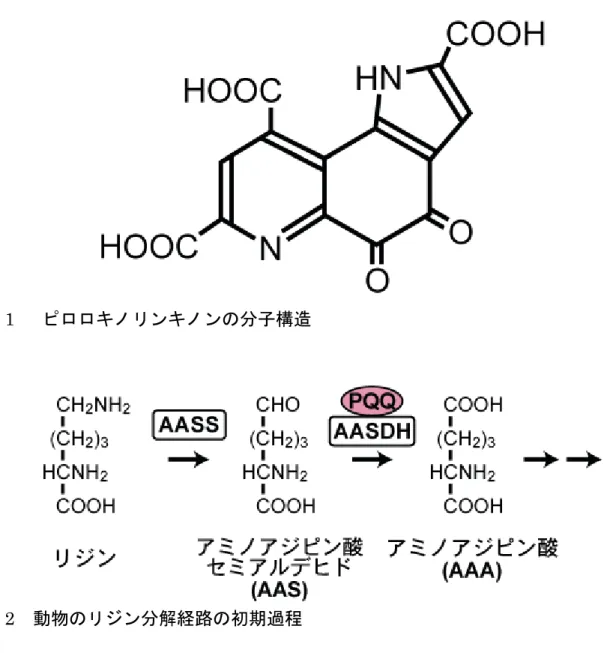 図 1 ピロロキノリンキノンの分子構造