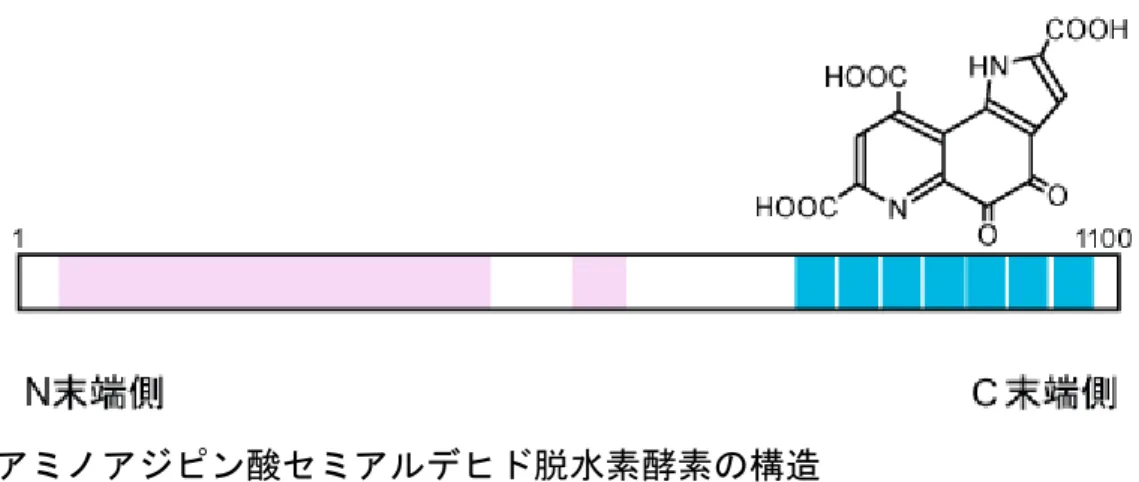 図 3   アミノアジピン酸セミアルデヒド脱水素酵素の構造 マウスの場合は 1,100 アミノ酸残基からなるタンパク質。 N 末端側に基質と結合する ための構造（ピンク色で表示）があり、 C 末端側に PQQ 結合配列（水色）の 7 回の 繰り返し構造がある。この部分で PQQ と結び付くと考えられる。 図 4 PQQ 欠乏餌を与えたマウス 左は、 PQQ を含まない餌を与えたマウス。右は、その餌 1g あたりに 880ng の PQQ を加えたものを与えたマウス。 PQQ 欠乏マウスは毛並みが悪く、繁殖能