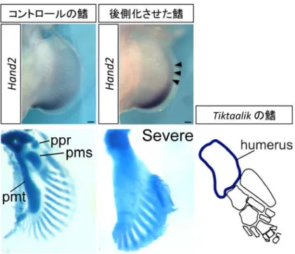 図 2  サメの鰭を人為的に後側化させた実験の結果。コントロールの鰭（左）では、 Hand2 遺伝子は後側の限局された場所に発現しており、付け根には３つの骨（ ppr, pmr, pmt ） がある。一方、人為的に後側化させたサメの鰭（右）では、 Hand2  遺伝子の発現が前 側に広がっている（矢尻）。後側化させた鰭の中でも最もシビアな表現型を示した骨格 をみると、付け根の骨は１本になり、先端の骨の数も減少している。興味深いことに、 魚類と四肢動物の中間的な形態的特徴をもつとされる絶滅した肉鰭類の Tik