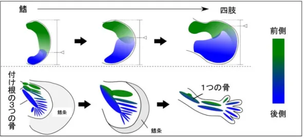 図 3  鰭から四肢への進化のモデル。前側（緑）と後側（青）の位置価をもつ領域のバ ランスがシフトすることが、鰭から四肢への進化を引き起こす引き金になったのかもし れない。