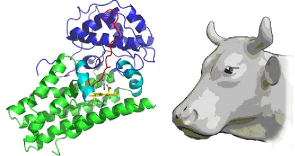 図 2 インドールアミン 2,3- ジオキシゲナーゼの立体構造（左） 青色と緑色の 2 つのドメインから成り立っており、その間には酵素活性に必要な補因 子である黄色で示したヘムがはまり込んでいる。赤いループで示したループ構造部分 も酵素の働きにおいて重要だと考えられる。 図 3 二原子酸素添加反応がおこる活性中心の構造 黄色で描かれているのがヘム分子、赤がタンパク質の主鎖の一部（ループ構造） 、白 はアミノ酸側鎖、緑色は基質をまねて結合している化合物、青いかごは電子密度の一 部分。