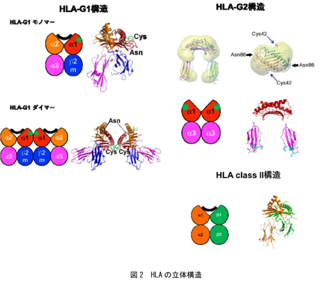 図 2  HLA の立体構造 