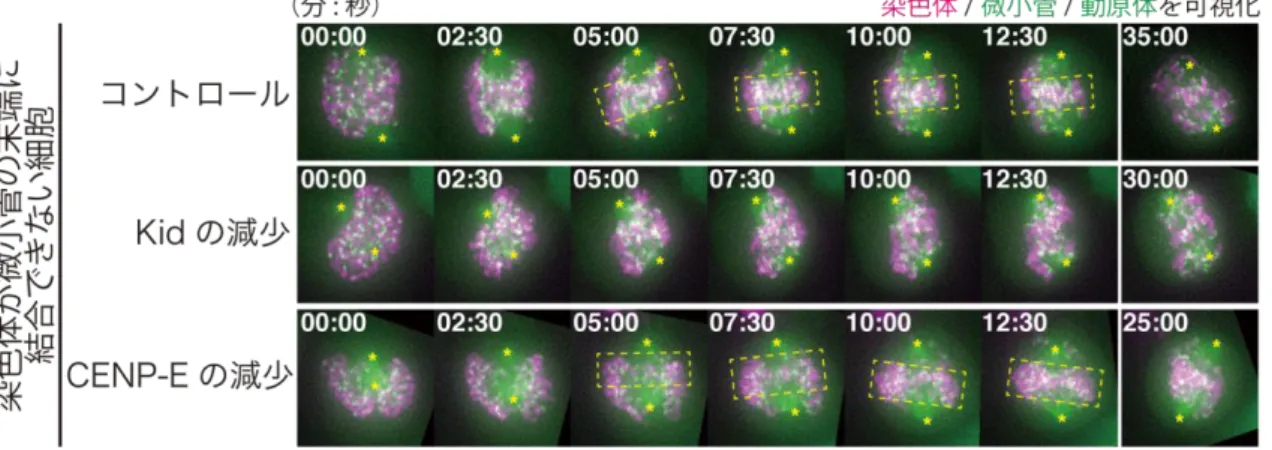 図 4  モーター分子 CENP-E のはたらき  CENP-E は動原体に局在し、微小管に沿って染色体を紡錘体中央へと移動させま す。  図 5  Kid は染色体が紡錘体中央へ集まるのにはたらく  染色体が微小管の末端と結合できないように操作した細胞で染色体が紡錘体中 央に集まる様子を時間を追って観察しました（これらの動画データは提供可能 です） 。 Kid, CENP-E の量が正常である細胞では（コントロール） 、一時的に染色 体が紡錘体中央に集合します。一方 Kid が減少すると染色体の紡錘体中央