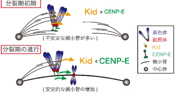 図 6  Kid と CENP-E の使い分けによる染色体整列のモデル  Kid は紡錘体形成初期の微小管が不安定な時期に、一方 CENP-E は紡錘体形成が 進み微小管が安定化される時期に染色体の紡錘体中央への移動にはたらいてい ると考えられます。  【用語説明】  注１  モーター分子：微小管を足場にして、細胞内の様々な物質や構造物を一 方向に運搬するタンパク質です。  注２  紡錘体：細胞が分裂する時に染色体を分配するための構造物です。主に 細胞骨格の一つである微小管でできており、 2 つの極で束ねら