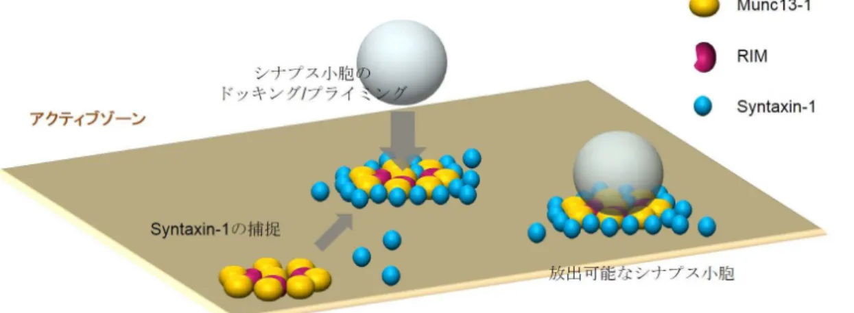 図 3  シナプス小胞放出サイトの分子実体：Munc13-1 超分子集合体 