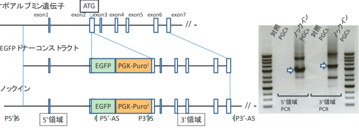 図 3　ゲノム PCR による始原生殖細胞遺伝子ノックインの検証