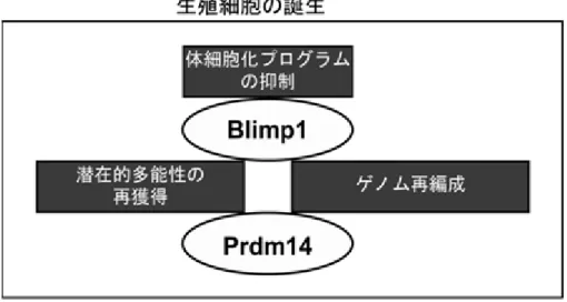 図 2 Blimp1 と Prdm14 の役割を模式図 生殖細胞の誕生には、 PR ドメインという共通の構造を持つ、 Blimp1 と Prdm14 が 重要な働きをしている。 Blimp1 遺伝子は体細胞化プログラムの抑制に主要な役割を 果たしており、また、潜在的多能性やゲノム再編成にも重要な働きをしている。一方、 Prdm14 遺伝子は体細胞化の抑制にはかかわらず、潜在的多能性や、ゲノム再編成に 必須な遺伝子であることがわかった。
