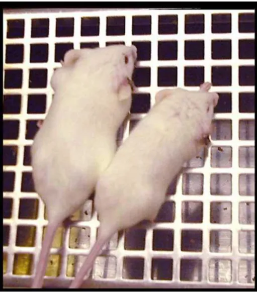 図 2  M3 ムスカリン性受容体遺伝子欠損マウス 