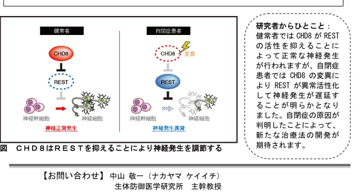 図  ＣＨＤ８はＲＥＳＴを抑えることにより神経発生を調節する  【お問い合わせ】  中山 敬一（ナカヤマ ケイイチ）  生体防御医学研究所  主幹教授  Tel：092-642-6815    Fax：092-642-6819  E-mail：nakayak1@bioreg.kyushu-u.ac.jp 九州大学 生体防御医学研究所の中山 敬一 主幹教授、西山 正章 助教、片山 雄太 研究員らの研究グループは、ヒトの自閉症患者で最も変異が多い CHD8（※1）というクロマチンリモデリング因子（※2）に着目し