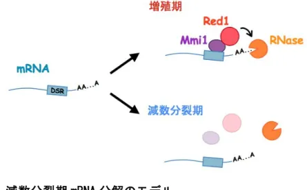 図 3 減数分裂期 mRNA 分解のモデル 