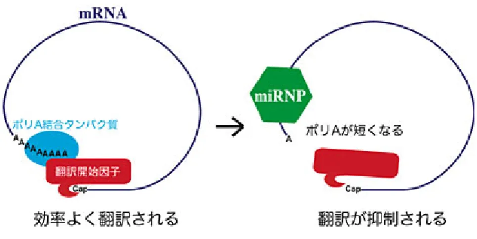 図 1 真核生物の mRNA （模式図）